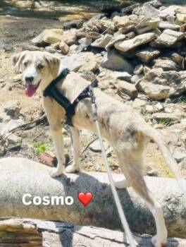 Anatolian Shepherd Dogs Available for Adoption - Cosmo | PetCurious