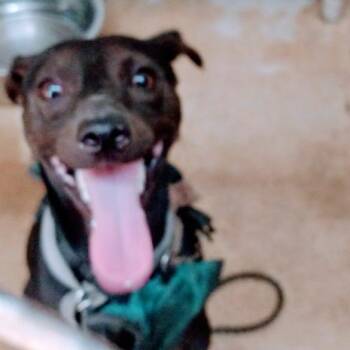 Track Star -  Miniature Pinscher and Chihuahua Dog for Adoption in Austin, Texas - Track Star | PetCurious
