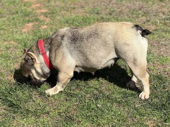 American Bulldog Dogs Available for Adoption - Roxy | PetCurious