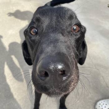 Dennis the Menace -  Black Labrador Retriever and Mixed Breed Dog for Adoption in South Haven, Michigan - Dennis The Menace | PetCurious