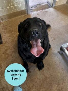 Bear -  Labrador Retriever and Mixed Breed Dog for Adoption in Kalispell, Montana - Bear | PetCurious