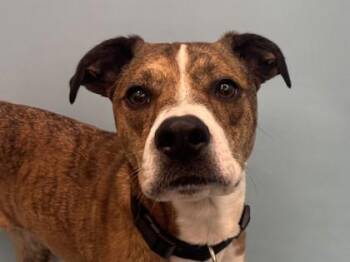 Peanut -  Boxer and Mixed Breed Dog for Adoption in Golden Valley, Minnesota - Peanut | PetCurious