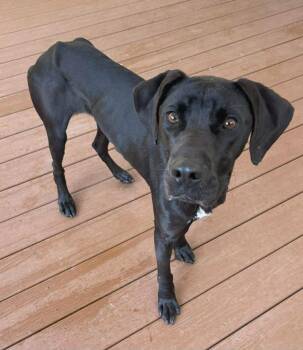 Great Dane and Labrador Retriever Dogs Available for Adoption - Dugger | PetCurious