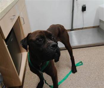 CHENTE -  Mastiff and Mixed Breed Dog for Adoption in Albuquerque, New Mexico - CHENTE | PetCurious