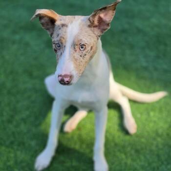 Zina -  Australian Shepherd and Mixed Breed Dog for Adoption in Blairstown, New Jersey - Zina | PetCurious