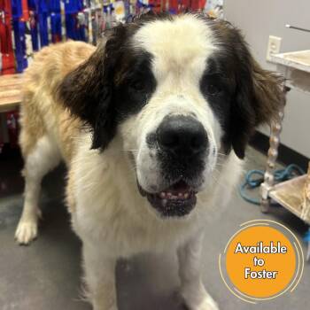 Purple -  Saint Bernard Dog for Adoption in Normal, Illinois - Purple | PetCurious