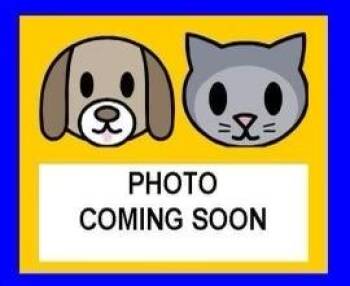 A822556 -  Yorkshire Terrier Dog for Adoption in San Antonio, Texas - A822556 | PetCurious