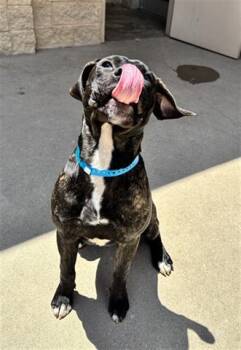 CLANCY -  Cane Corso and Mixed Breed Dog for Adoption in Dayton, Ohio - CLANCY | PetCurious