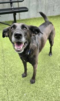 Nellie -  Labrador Retriever and Mixed Breed Dog for Adoption in Bellevue, Washington - Nellie | PetCurious