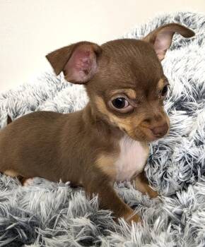 Milk Dud -  Chihuahua Dog for Adoption in Savannah, Georgia - Milk Dud | PetCurious