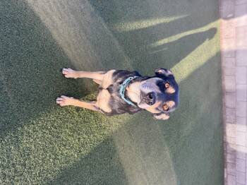 Rottweiler and Labrador Retriever Dogs Available for Adoption in Phoenix, Arizona - Betty | PetCurious