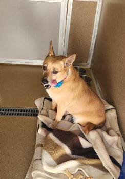 Leelo -  Mountain Cur and Mixed Breed Dog for Adoption in East Brookfield, Massachusetts - Leelo | PetCurious