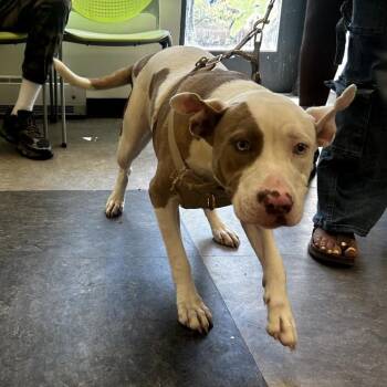 Nova -  Mixed Breed Dog for Adoption in Philadelphia, Pennsylvania - Nova | PetCurious