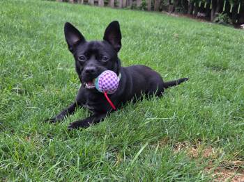 Jimothy -  Chihuahua Dog for Adoption in Oswego, Illinois - Jimothy | PetCurious