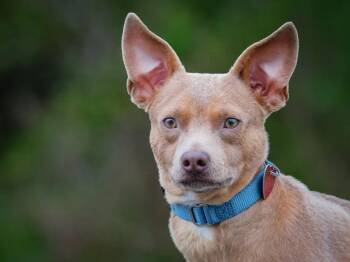 Chihuahua Dogs Available for Adoption in Pointe-fortune, Quebec - Stu | PetCurious