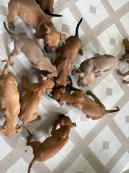 Mixed Breed Dogs Available for Adoption in Hobart, Indiana - Maria Reynolds | PetCurious