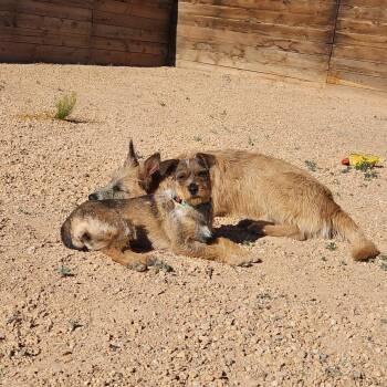 Papaya -  Wirehaired Terrier and Cattle Dog Dog for Adoption in Kanab, Utah - Papaya | PetCurious