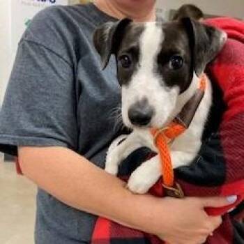 YORK-Stray-16177 -  Jack Russell Terrier and Mixed Breed Dog for Adoption in York, Pennsylvania - YORK-Stray-16177 | PetCurious
