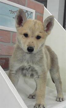 Belgian Shepherd Malinois Dogs Available for Adoption - A2066008 | PetCurious