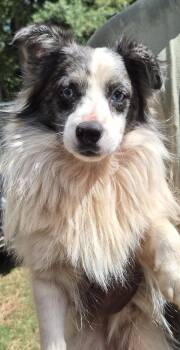 Cb-04  Radio -  Australian Shepherd and Terrier Dog for Adoption in Lawrenceville, Georgia - Cb-04  Radio | PetCurious