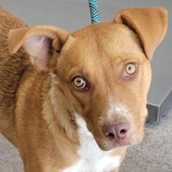 108673 -  Mixed Breed Dog for Adoption in Las Cruces, New Mexico - 108673 | PetCurious