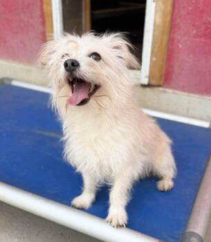 Carlton -  Maltese and Mixed Breed Dog for Adoption in Severance, Colorado - Carlton | PetCurious