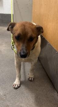 BOBBY -  Parson Russell Terrier and Mixed Breed Dog for Adoption - BOBBY | PetCurious