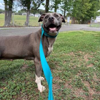 Stray - Academy St -  Pit Bull Terrier Dog for Adoption in Roxboro, North Carolina - Stray - Academy St | PetCurious