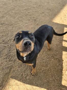ANNELIESE -  Rottweiler Dog for Adoption in Killeen, Texas - ANNELIESE | PetCurious