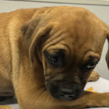 Boxer and Mixed Breed Dogs Available for Adoption in Tampa, Florida - Fraley | PetCurious
