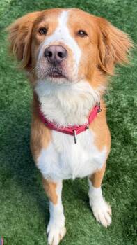Quincy -  Border Collie Dog for Adoption - Quincy | PetCurious