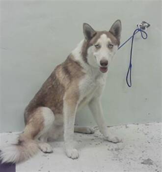 Rescue Siberian Husky and Mixed Breed Dogs for Adoption in Houston, Texas - TOAD | PetCurious