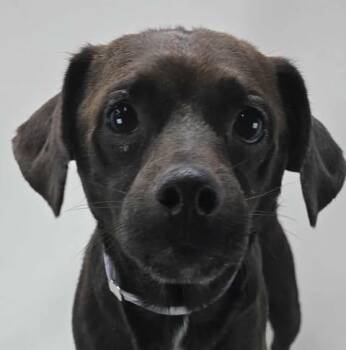 Rescue Chihuahua and Dachshund Dogs for Adoption in New York, New York - Cake Batter *Foster Needed* | PetCurious