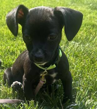 Madeira -  Dachshund Dog for Adoption in Spokane, Washington - Madeira | PetCurious
