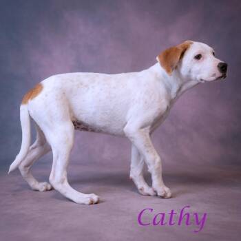 Cathy -  Mixed Breed Dog for Adoption in Lebanon, Tennessee - Cathy | PetCurious