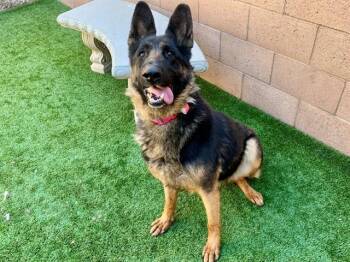 German Shepherd Dog Dogs Available for Adoption in San Marcos, California - SAVE ME PLEASE! Robin #A549445 | PetCurious
