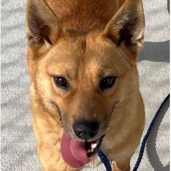 Shiba Inu and Mixed Breed Dogs Available for Adoption in Fairfax, Virginia - Monica | PetCurious