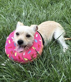 Cosmo -  Terrier and Maltese Dog for Adoption in Omaha, Nebraska - Cosmo | PetCurious