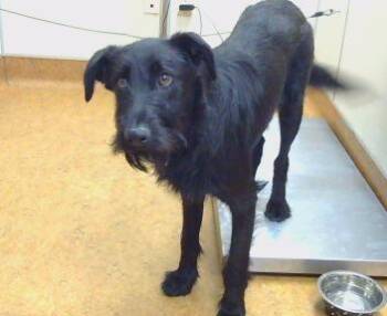 Giant Schnauzer Dogs Available for Adoption in Sacramento, California - GINO | PetCurious