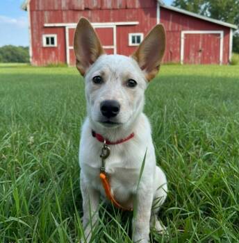 JACK -  Australian Cattle Dog Blue Heeler Dog for Adoption in Lincoln, Nebraska - JACK | PetCurious