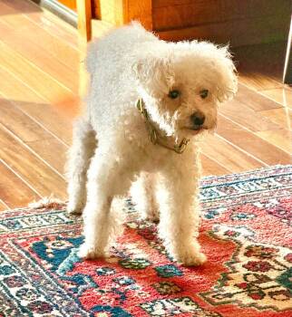 Lady Carpenter -  Bichon Frise and Poodle Dog for Adoption in Escondido, California - Lady Carpenter | PetCurious