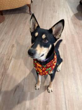 Amani-MI -  Husky Dog for Adoption in Magnolia, Texas - Amani-MI | PetCurious