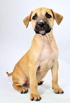 Waltz -  Mastiff and Mixed Breed Dog for Adoption in Morton Grove, Illinois - Waltz | PetCurious