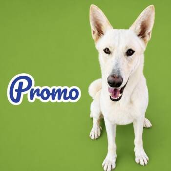 Promo -  Carolina Dog and White German Shepherd Dog for Adoption in Scottsdale, Arizona - Promo | PetCurious