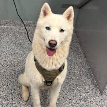 Azul -  Husky Dog for Adoption in Greenville, South Carolina - Azul | PetCurious