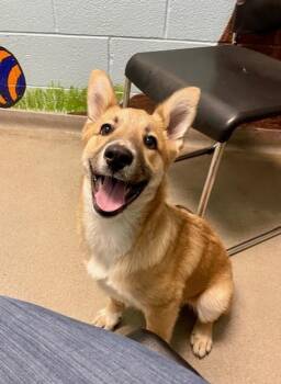 German Shepherd Dog and Australian Cattle Dog Blue Heeler Dogs Available for Adoption in Salt Lake City, Utah - Balto | PetCurious