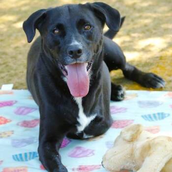 Labrador Retriever and Mixed Breed Dogs Available for Adoption in Hopkinton, Massachusetts - Duke | PetCurious