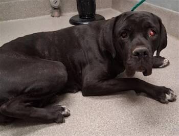 SIMONE -  Cane Corso Dog Available for Adoption in Las Vegas, Nevada - SIMONE | PetCurious