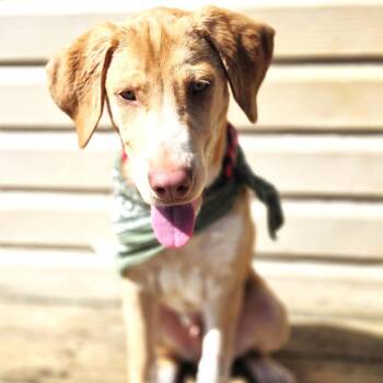 Retriever and Hound Dogs Available for Adoption in South Riding, Virginia - Maverick | PetCurious