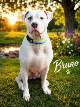 Bruno -  Pit Bull Terrier and American Bulldog Dog for Adoption in Chickamauga, Georgia - Bruno | PetCurious